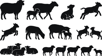 Collection of sheep and goats in various poses and actions silhouettes © SAYEDAJANNATUL