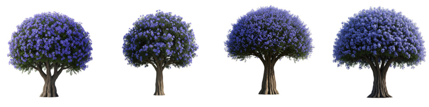 Set of four blooming jacaranda trees isolated on black background