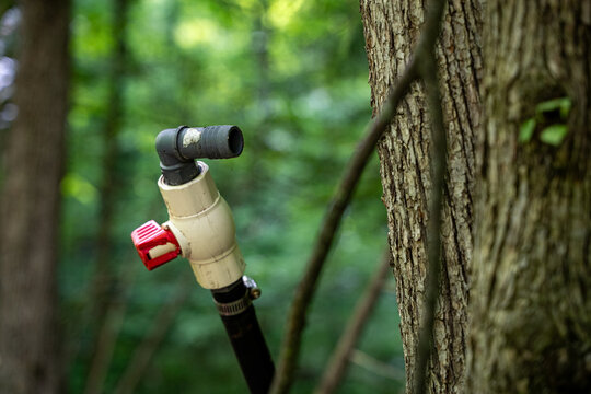 Close up of maple syrup collection tap on tree.