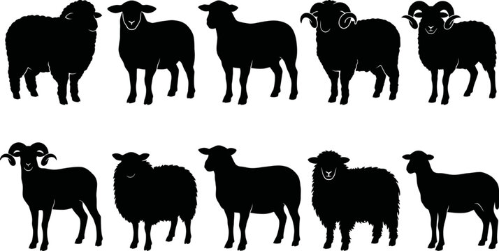 Set of black silhouettes of sheep and rams in various poses on white background