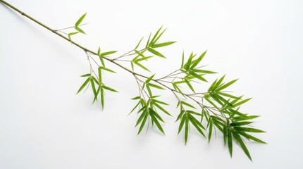 Fototapeta premium Bamboo branch with green leaves isolated on white background