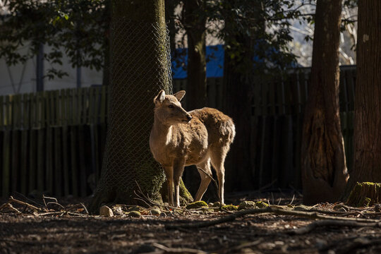 View of a sika deer standing in a sunlit forest clearing with trees and a wooden fence in Nara, Nara, Japan.