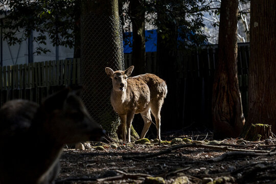 View of a sika deer standing in a sunlit patch within a shaded forest area in Nara Park, Nara, Nara, Japan.