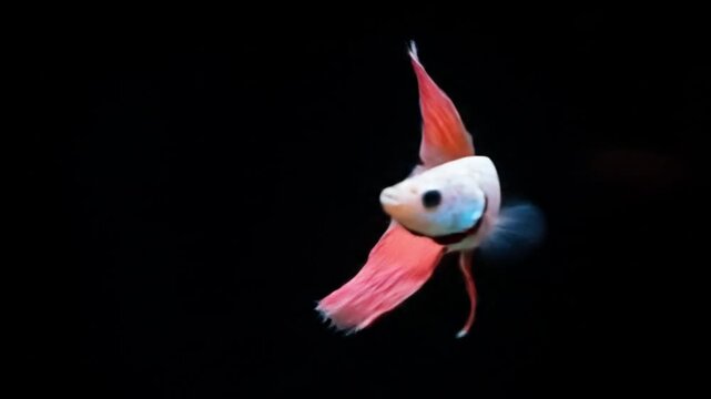 a striking betta fish with white and pink fins, gracefully swimming in dark water. Its vibrant colors and flowing fins create a captivating visual