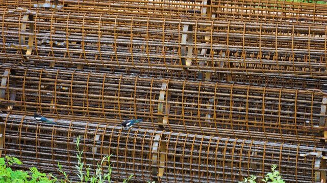 Magpies jump on rusty reinforced steel pile frames at a construction site. Birds hop between bored pile reinforcement cages outdoors in an industrial area. Close-up of foundation building materials.