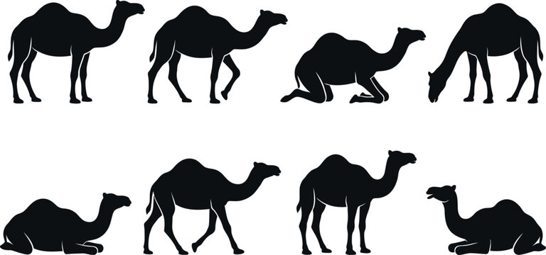 Set of black silhouette camels in different positions and movements on white background