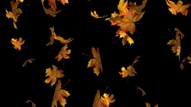 Autumn leaves falling on chroma key background, loop. Maple Leaf falls animation. Autumn maple leaves fall in the background. Falling autumn maple leaves realistic.3D rendering. Element footage 