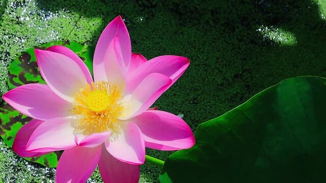 Beautiful Pink Lotus Flower Blooming Peacefully in Natural Water Setting