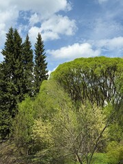 Fototapeta premium Beautiful trees in a park, scenic landscape with lush greenery, peaceful atmosphere and natural environment, ideal for relaxation and nature background themes.