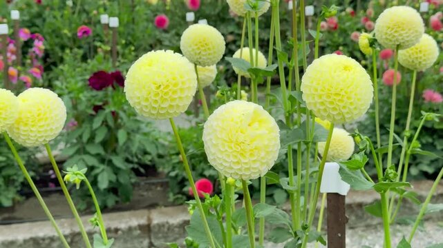 Beautiful Yellow Pompon Dahlias Blooming In Outdoor Garden Setting