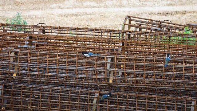Magpies jump on rusty reinforced steel pile frames at a construction site. Birds hop between bored pile reinforcement cages outdoors in an industrial area. Close-up of foundation building materials.