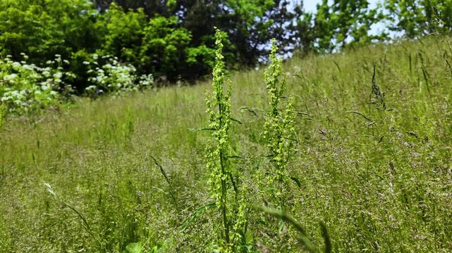 Wild Forest Plant - Curly Dock in Velvet Grass - Sunny Summer Day - MS