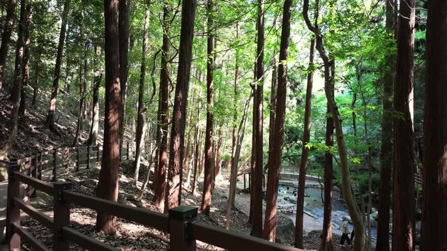 Forest park with tall trees and green foliage. Hiking trail, trekking trail and walking path with wooden railings near a river. Slow motion footage.