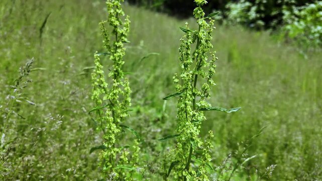 Wild Forest Plant - Curly Dock - Sunny Summer Day - Close Up