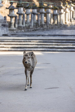 View of a sika deer walking along a paved path with traditional stone lanterns and stone steps in Nara, Nara, Japan.