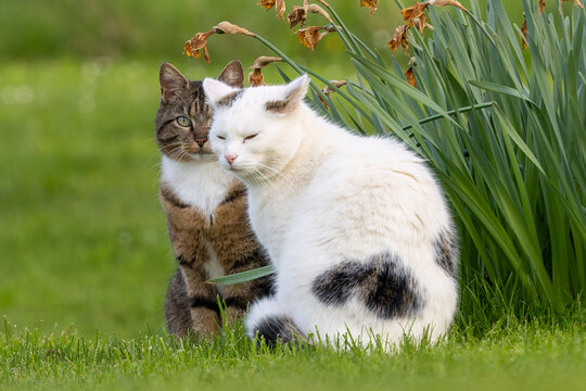 Eine schwarzwei&szlig;e und enne braun getigerte Katze sitzen nebeneineander auf einem Rasen
