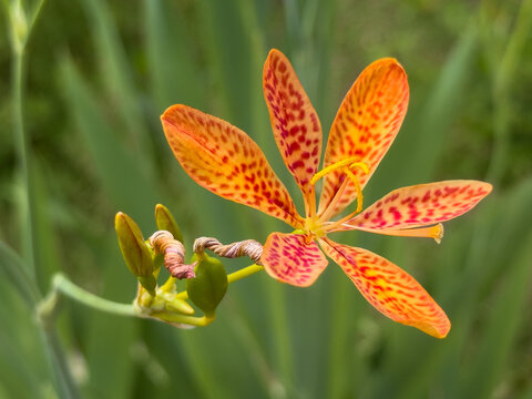Beautiful Iris Domestica, aka Blackberry lily or Leopard lily, flower blooming in the summer garden, closeup. 