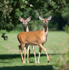 Fototapeta premium White tailed deer pair, a doe and a buck, standing under the tree on a sunny summer day in Texas