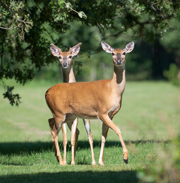 White tailed deer pair, a doe and a buck, standing under the tree on a sunny summer day in Texas