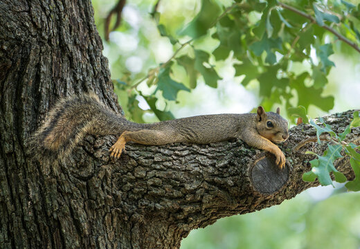 Cute, young Eastern Fox squirrel (Sciurus niger) splooting and cooling down on an oak tree branch on a hot Texas summer day.  