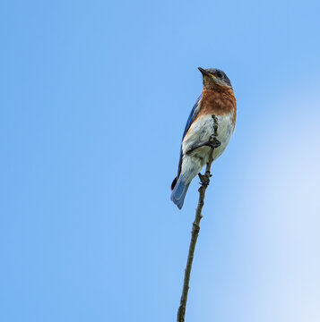 Eastern Bluebird (Sialia sialis) perched on the tree top on a beautiful summer day in Texas. Blue sky background with copy space.