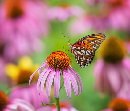 Gulf Fritillary butterfly (Agraulis vanillae) feeding on Purple Coneflower in the butterfly garden. Beautiful, colorful summer flower background.