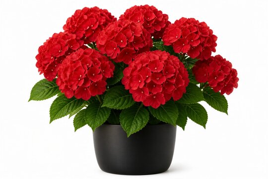 Red hydrangea plant thriving in black pot on white surface