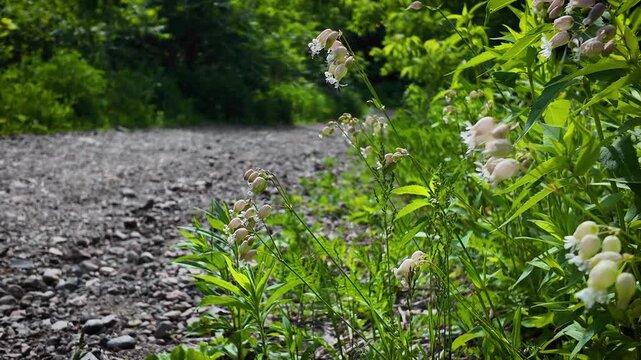 Wild Forest Plant - Maidenstears Flowers On Path Side - Sunny Summer Day 