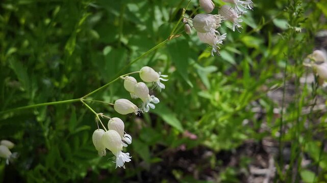 Wild Forest Plant - Maidenstears Flower - Sunny Summer Day - Close Up Pan