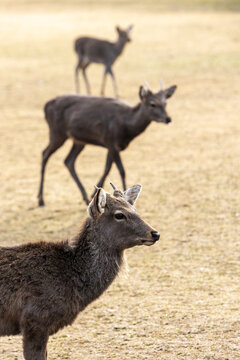 View of sika deer standing in a grassy field with soft sunlight at Nara Park Nara, Nara, Japan.