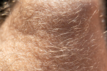 Fototapeta premium Detailed macro shot of human facial hair on sun-kissed skin