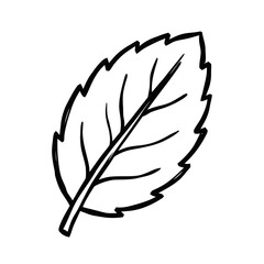 Mint Leaf Black And White Sketch Vector Illustration © Chan