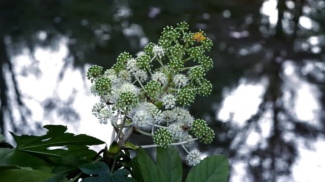 ヤツデの花