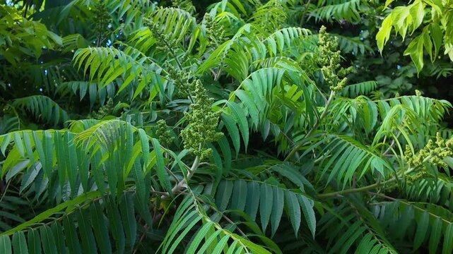 Wild Forest Plant - Staghorn Sumac - Spring Bloom - Close Up Tilt 