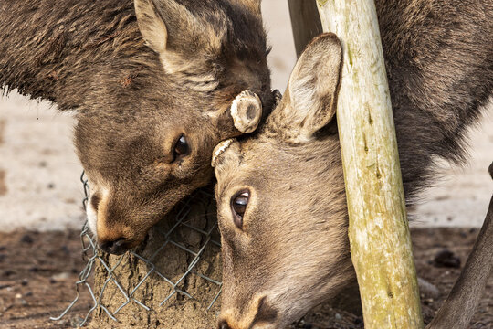View of two Sika deer with their heads touching near a wooden post and wire fence in Nara Park Nara, Nara, Japan.