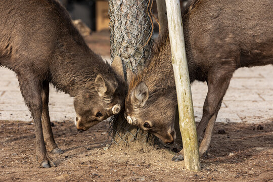 View of two Sika deer locking heads near a wooden post and wire fence in Nara Park, Nara, Nara, Japan.