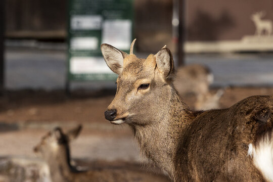 View of a wild Sika deer with small antlers standing in Nara Park with other deer in the background Nara, Nara, Japan.