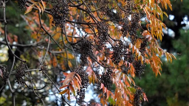 ヤマハゼ（山黄櫨）の熟した実