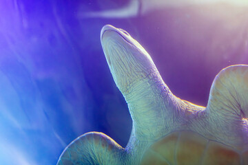 Underwater scene showcasing a swimming sea turtle, with emphasis on its shell and flippers Pastel blue ambiance, subtle warm lighting from above, solitary journey, ethereal style © Mister
