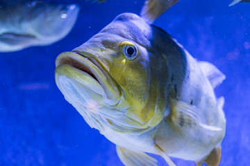 Underwater scene with large brown-silver fish swimming, visible fins and open mouth revealing teeth School of other fish in background Dim blue lighting © Mister