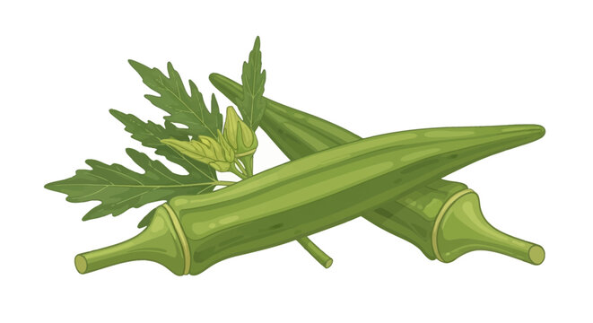 Detailed vector illustration of two crossed green okra pods with serrated leaves and small flower buds isolated on a white background, edible fruit of Abelmoschus esculentus plant.