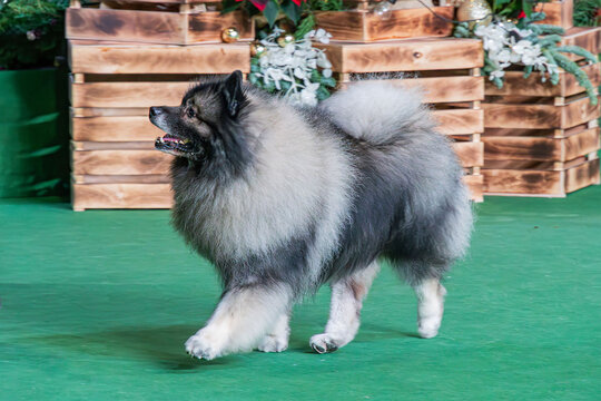 A Keeshond and a Shih Tzu at a dog show, both well-groomed The Keeshond, characterized by its silver-black plush double coat and spectacles facial expression, is the focus against wooden crates The