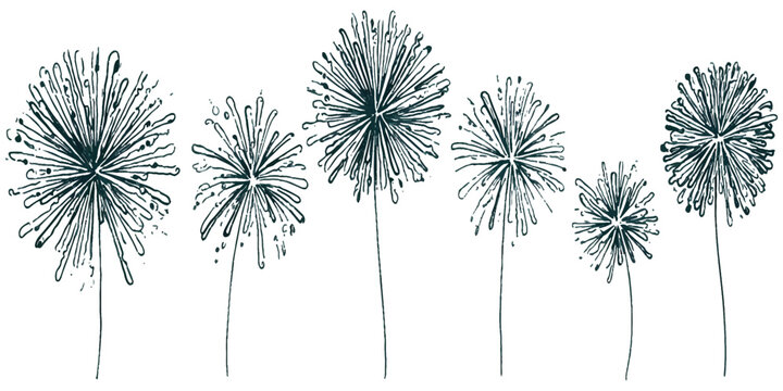 Black and white ink drawing illustration of dandelion flower seeds
