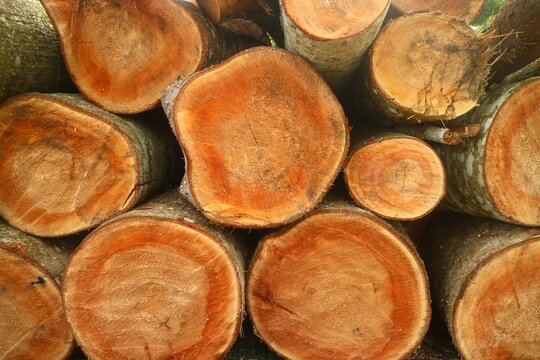 Close-up of a tightly stacked pile of freshly cut logs, showcasing their distinct natural wood grain, concentric growth rings, and warm, organic textures