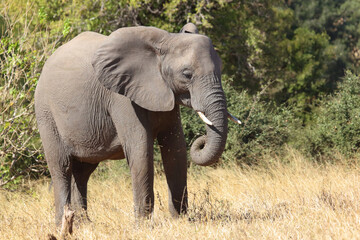 Fototapeta premium Afrikanischer Elefant / African elephant / Loxodonta africana