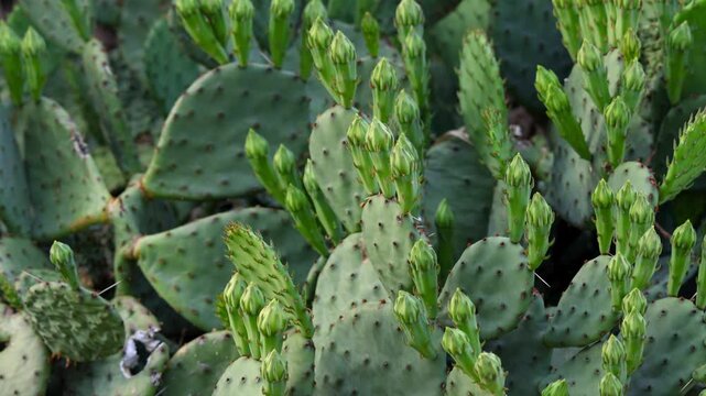 Green prickly pear cactus with new growth.