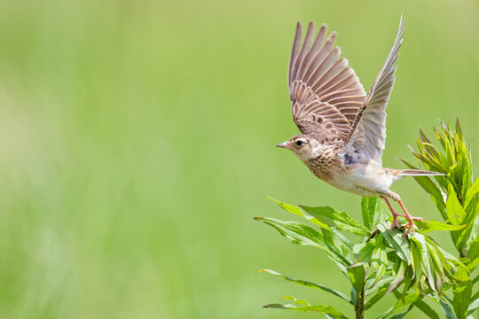飛び出すヒバリ(Skylark)