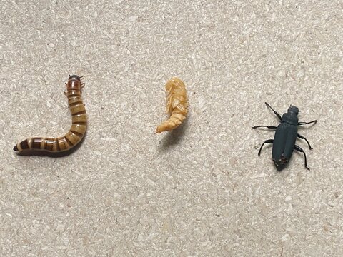 Mealworm life cycle stages larva pupa and beetle on background