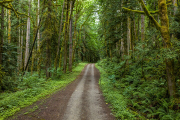 Fototapeta premium Moss-Covered Rainforest Trail Through Lush Old-Growth Forest in British Columbia, Canada