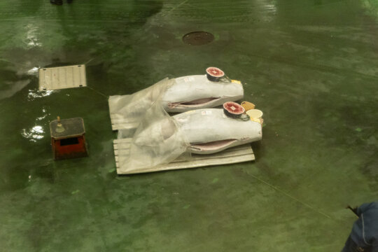 View of two large frozen tunas displayed on pallets for auction on a green floor at Toyosu Market Koto City, Tokyo, Japan.